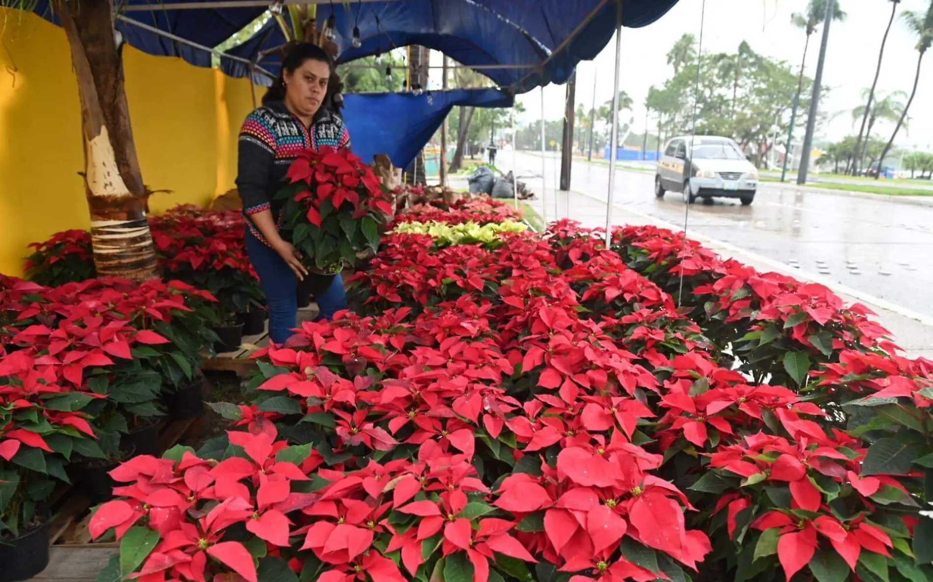 En Tampico ya se vende la flor de Nochebuena 